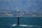 Whales off the Kaikoura coastline